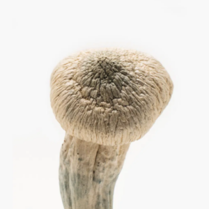 psilocybin mushroom albino penis envy